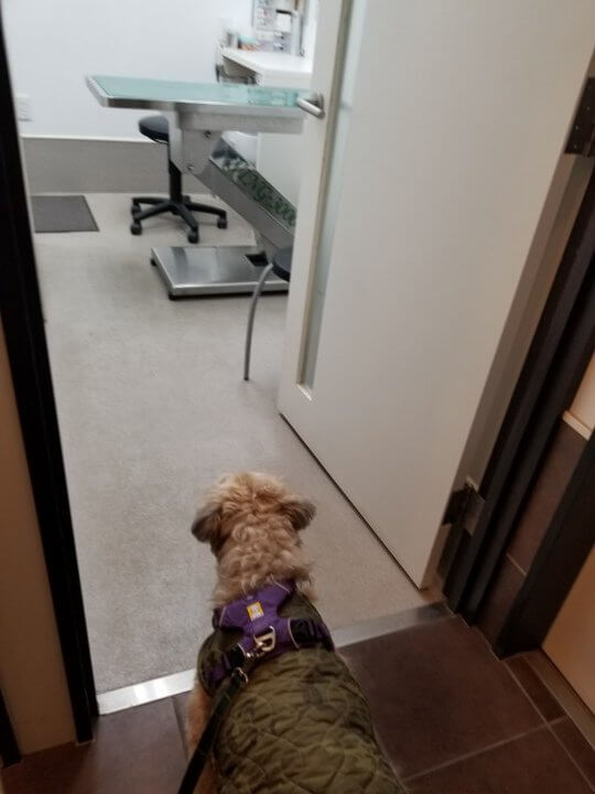 診察室をのぞく愛犬