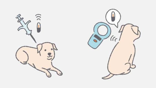 マイクロチップと犬